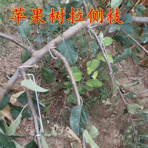 果树新款中国大陆定型角器压枝