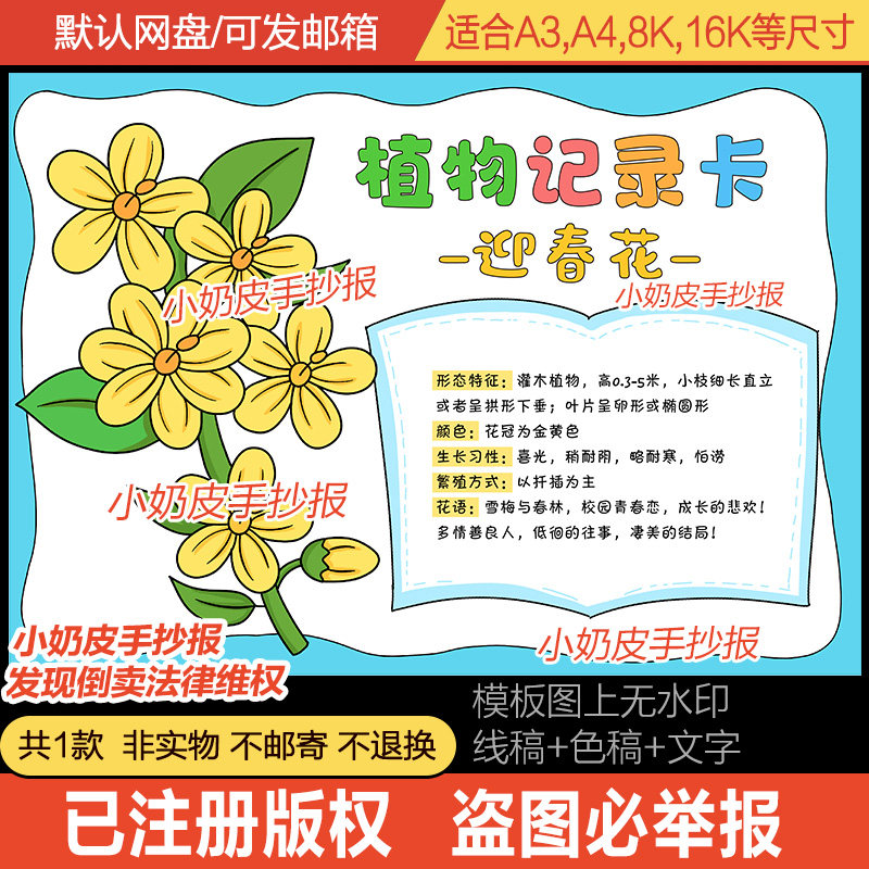 迎春花植物记录卡手抄报自然笔记小报模板电子版简笔画黑白线稿涂