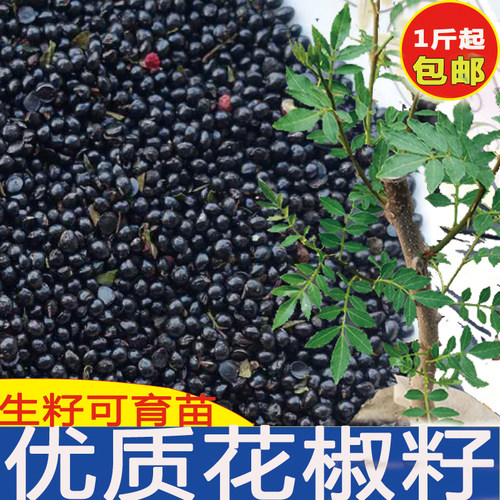 汉源花椒籽四川红花椒新鲜优质