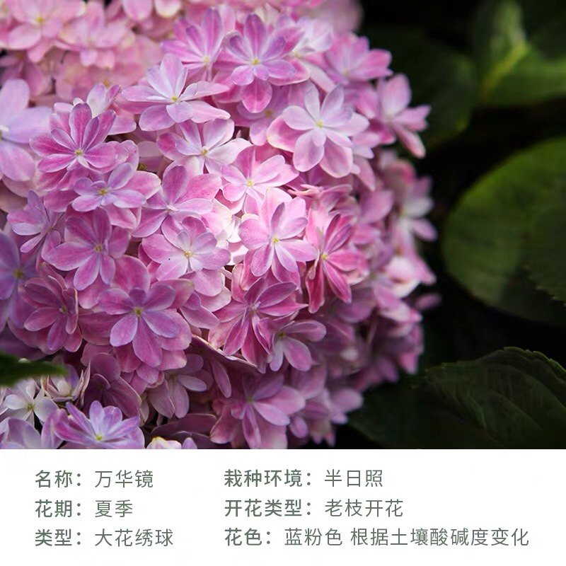 木子家的花园包邮重瓣绣球八仙花大花绣球万华镜辉夜姬复腔调莱昂