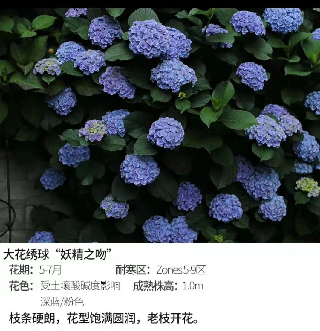 (木子家的花园)包邮妖精之吻大花绣球八仙花盆栽庭院绿植花卉