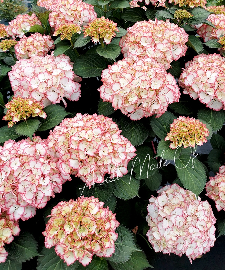 (木子家的花园)包邮鸡尾酒大花绣球八仙花盆栽庭院绿植花卉