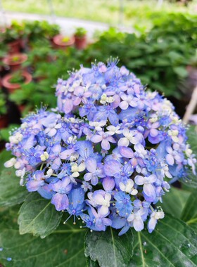 (木子家的花园)包邮大花绣球八仙花有松三河千鸟盆栽庭院绿植花卉