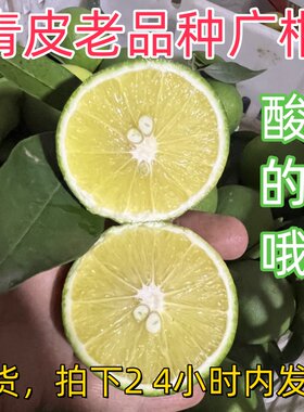青皮重庆老品种广柑鹅蛋柑
