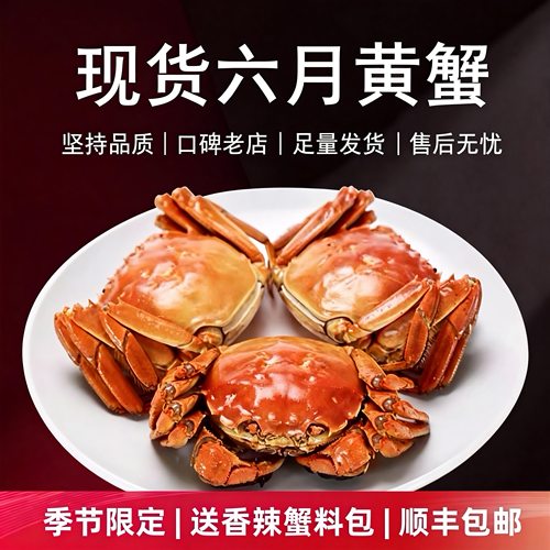 现货8只六月黄鲜活3两鲜嫩流油蟹
