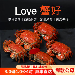 活蟹鲜活蟹小吴大闸蟹公4两母螃蟹3两各4只特大小蟹农官方旗舰