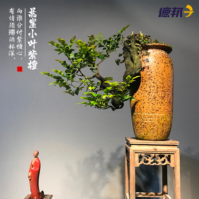 绿植小叶紫檀悬崖临水精品盆景