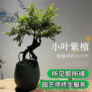 小叶紫檀盆景老桩室内绿植大型植物客厅黑骨茶稀有盆栽办公桌阳台