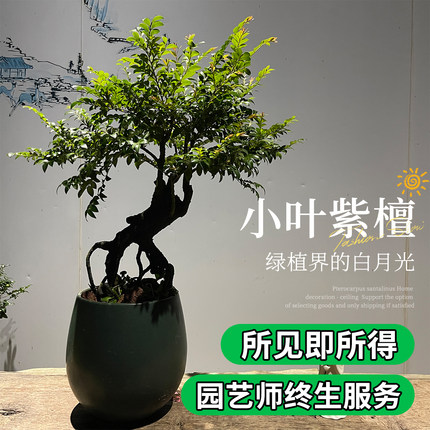 小叶紫檀盆景老桩室内绿植大型植物客厅黑骨茶稀有盆栽办公桌阳台