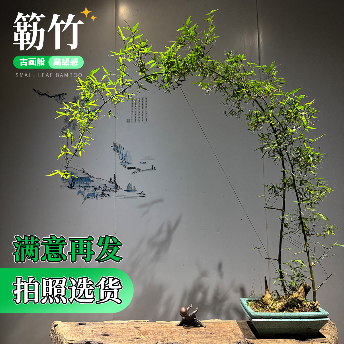 盆景佛肚竹罗汉室内阳台绿植小型