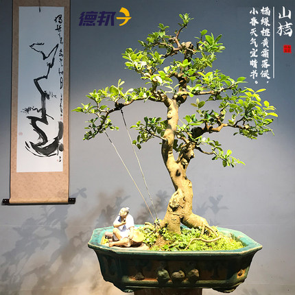 金豆盆景岭南造型山桔结果东风桔盆栽办公室茶馆桌面绿植四季常青