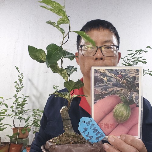 玉蝴蝶  壮苗