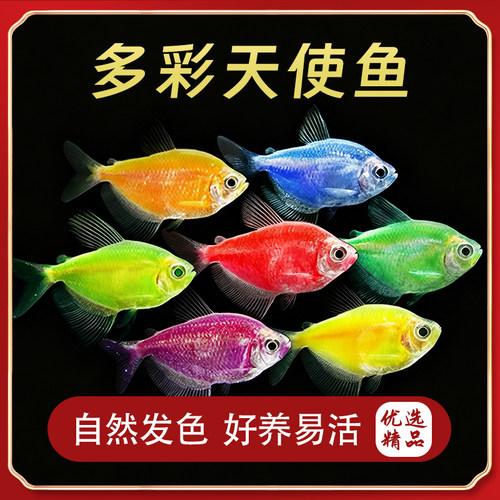 好养耐活网红天使观赏鱼群游活体