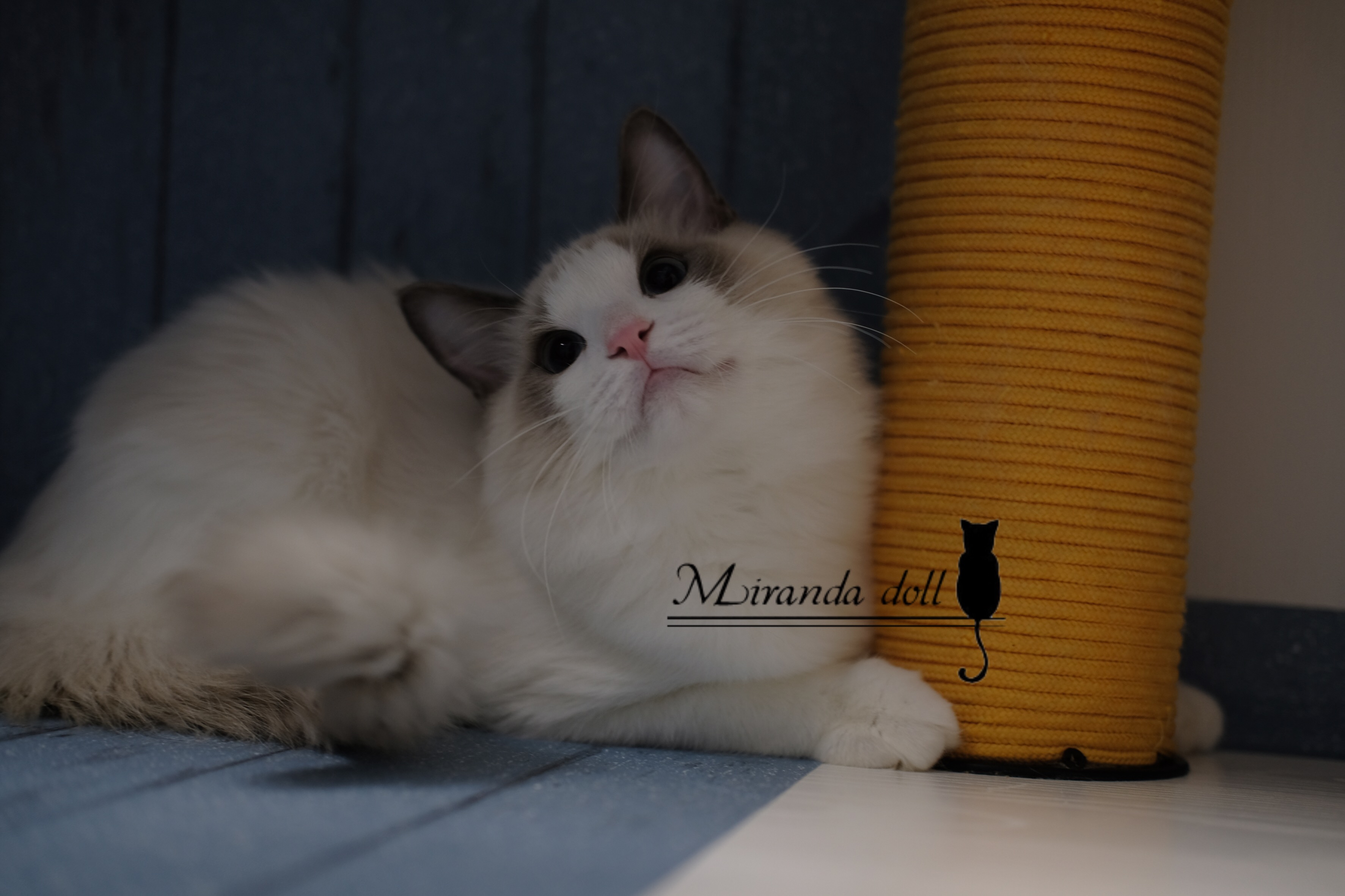 【miranda布偶猫】纯种布偶猫 蓝双色布偶猫 幼猫弟弟 已去新家