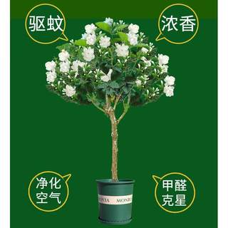 茉莉花盆栽横县四季开花重瓣花苗浓香型带花苞独杆棒棒糖老桩