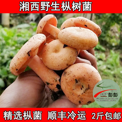 新鲜湖南雁鹅三九菇重阳枞树菌