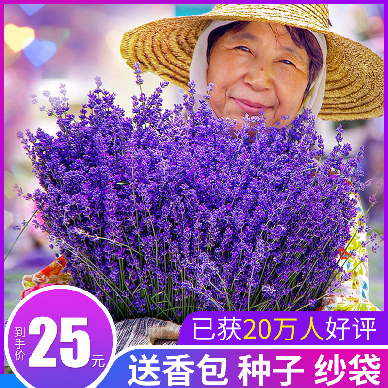 新疆天然薰衣草干花束安神diy送