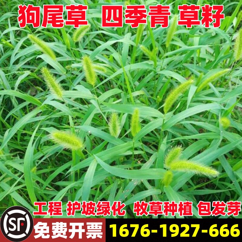 狗牙根草籽矿山绿化狗尾巴草种子