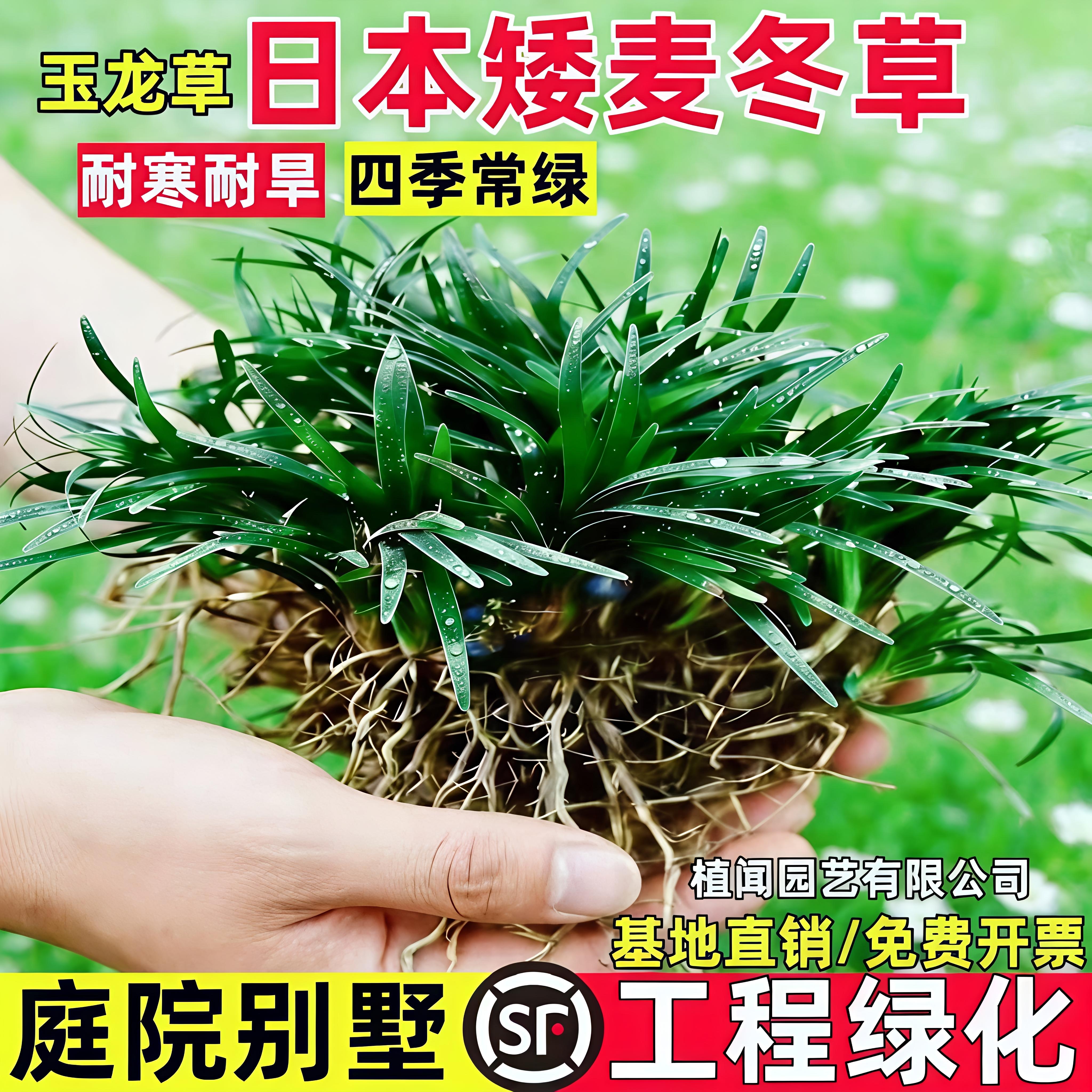 日本矮麦冬草玉龙草细叶麦草苗