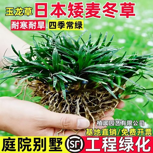 日本矮麦冬草玉龙草细叶麦草苗