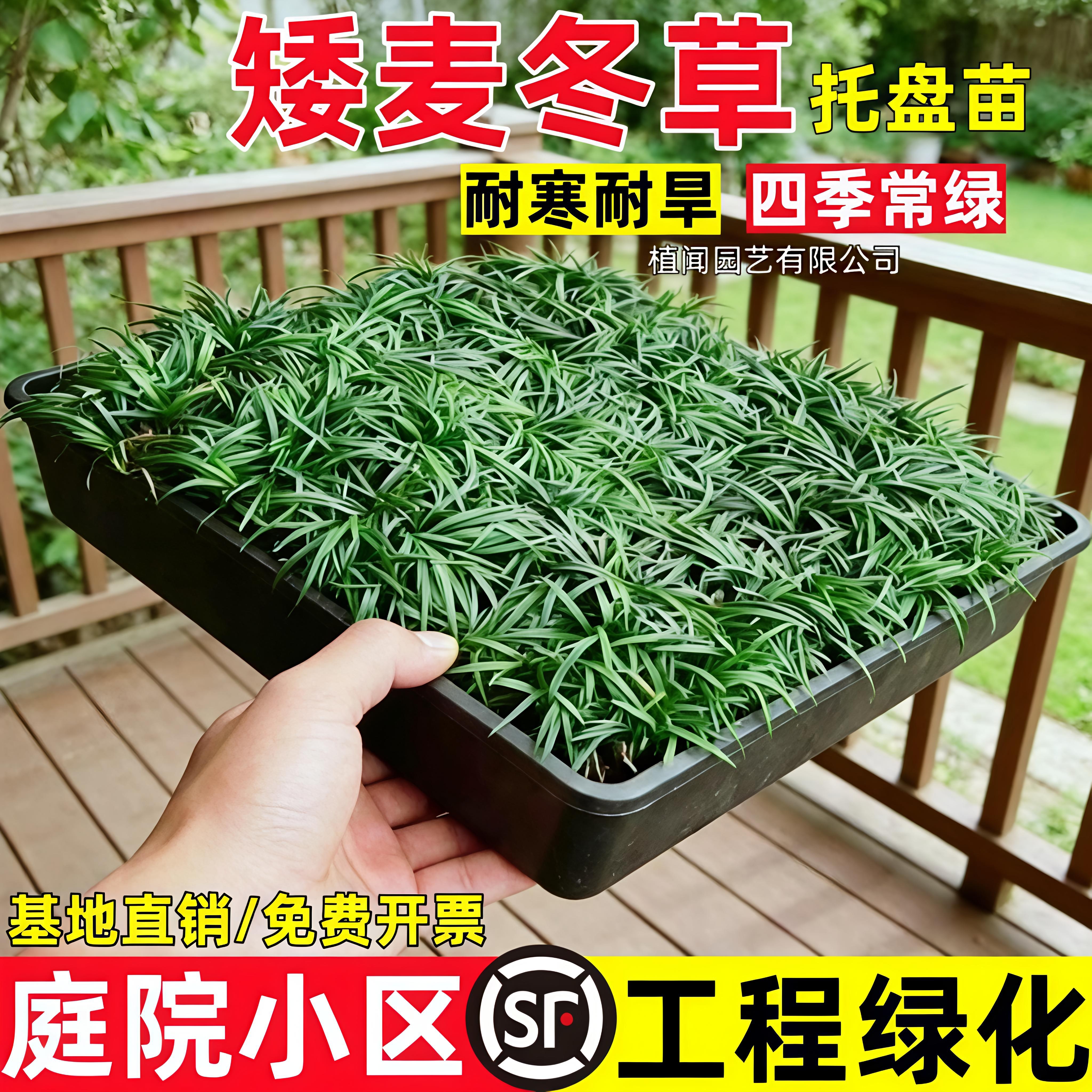 日本矮生麦冬草玉龙草细叶麦冬草