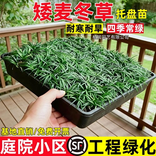 日本矮生麦冬草玉龙草细叶麦冬草
