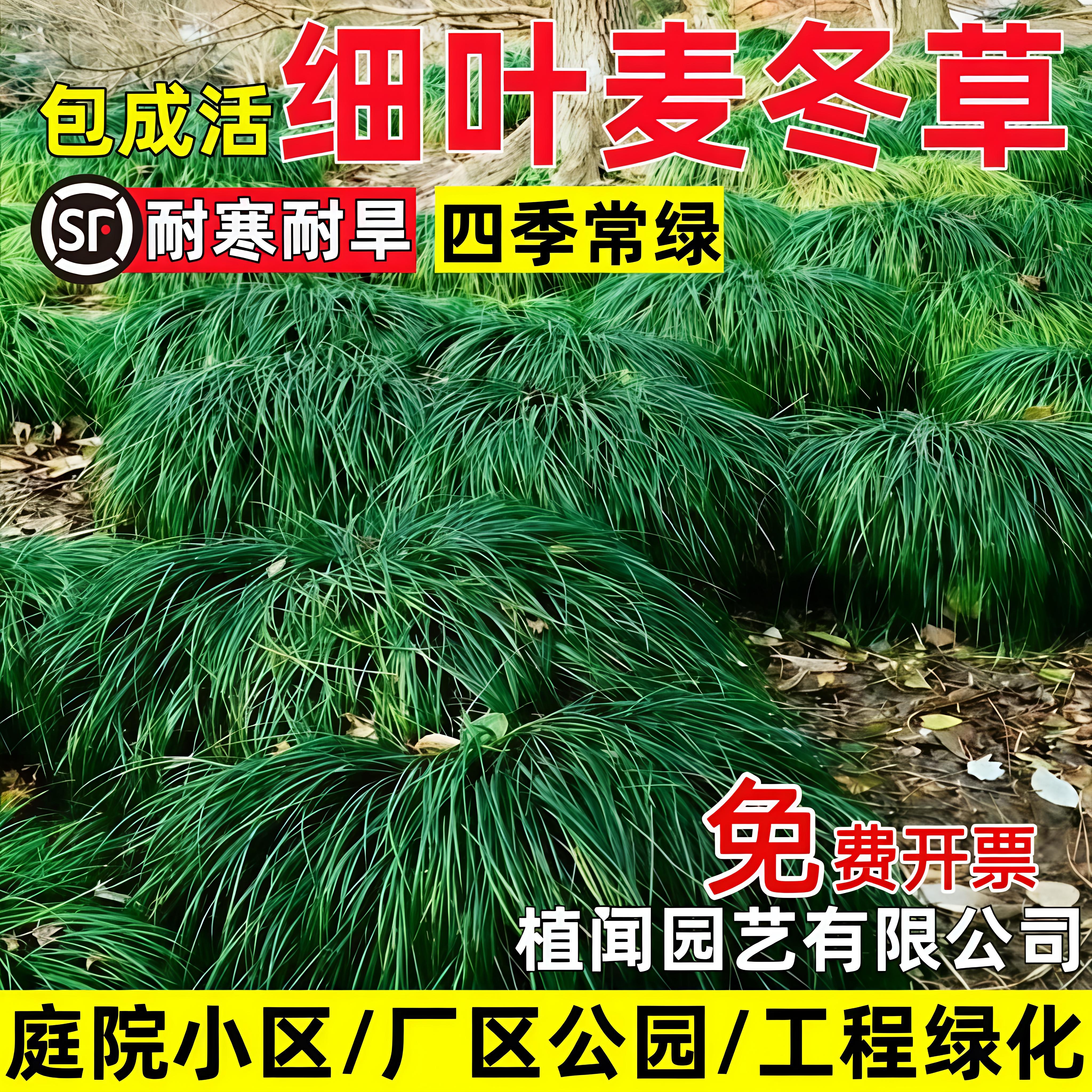 细叶麦冬草苗沿阶草耐阴耐旱绿化