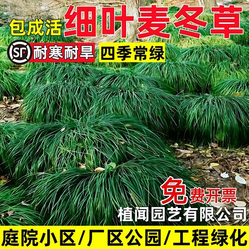 细叶麦冬草苗沿阶草耐阴耐旱绿化