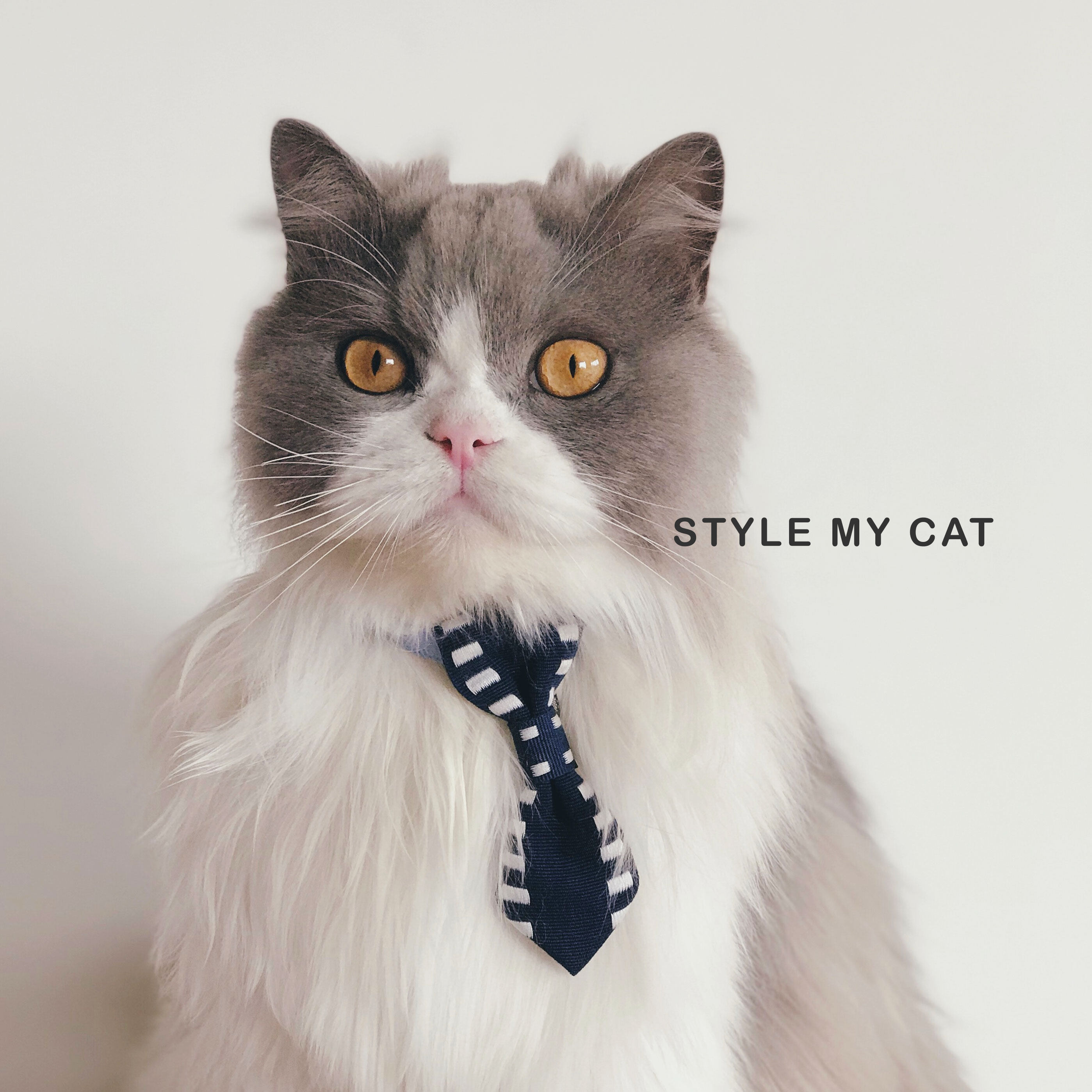 猫咪宠物领带项圈nico英伦绅士春夏婚礼写真比熊泰迪拍摄道具饰品