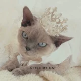 Кошка корона принцесса подарки подарки ПЭТ Свадебное фото откровенный