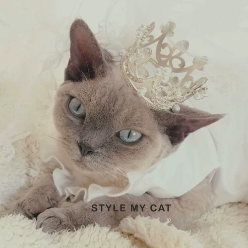 Кошка корона принцесса подарки подарки ПЭТ Свадебное фото откровенный