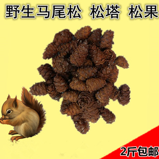 松树塔马尾金花魔王松鼠粮食