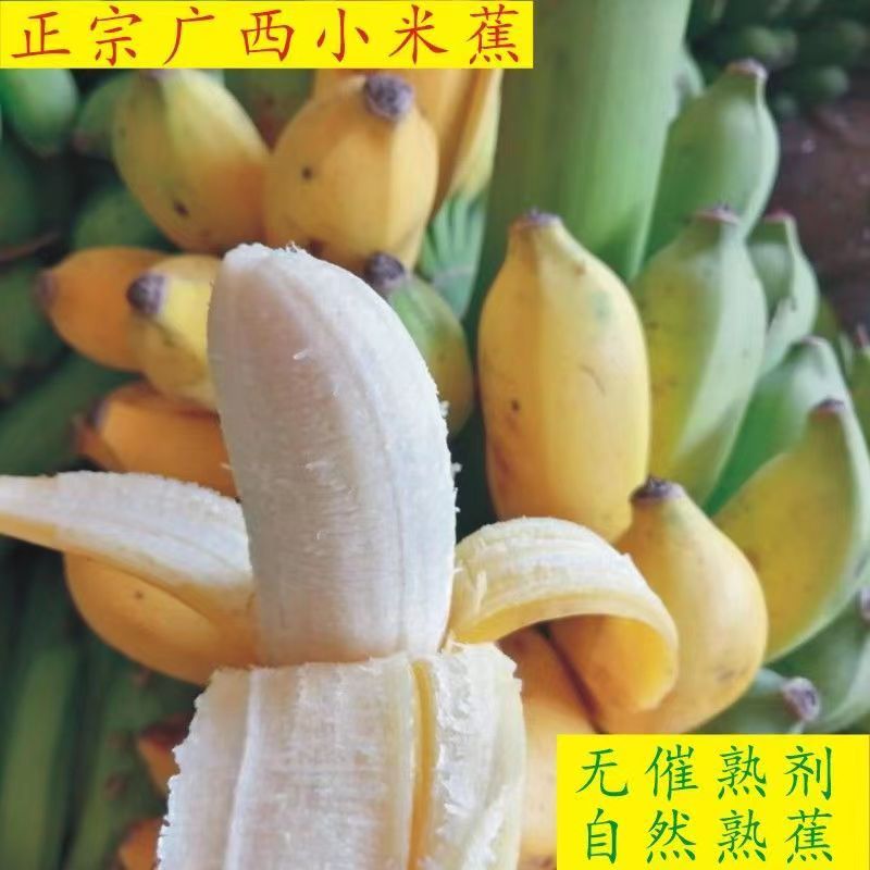 广西小米蕉当季新鲜水果小香蕉