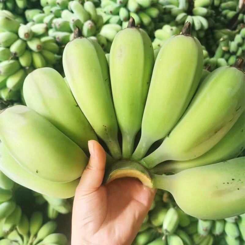 广西苹果蕉收到催熟食用