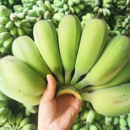 广西苹果蕉收到催熟食用