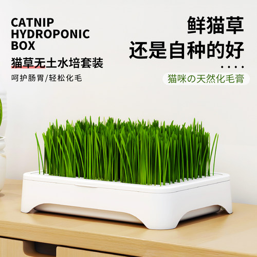 懒人设计防拔草水培猫草盆栽