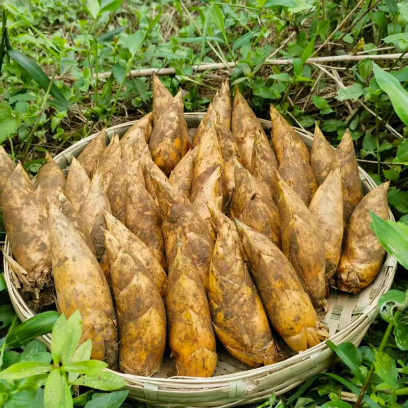 湖南现挖新鲜冬笋产地直发笋包邮应当季鲜冬笋,水产肉类/新鲜蔬果/熟食,竹笋,淘宝优惠券,粉丝福利购,淘宝优惠卷