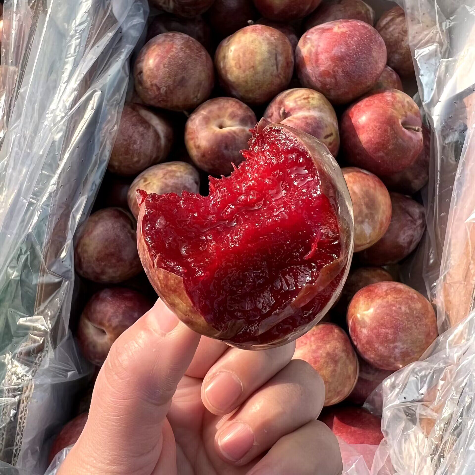 乐鲜果园澳大利亚进口鳄鱼蛋2斤装当季新鲜进口澳洲恐龙蛋水果