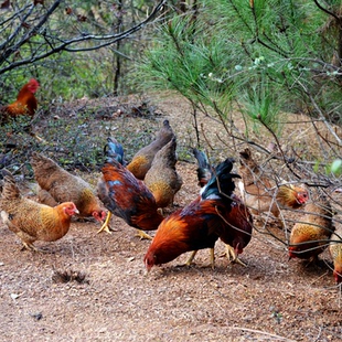 龙游麻鸡种蛋受精蛋放养麻羽土鸡蛋可孵化纯种麻鸡种蛋30枚包邮