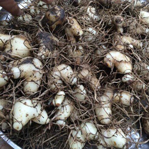 紫花三叉白芨种子可观赏可室内养一斤价格10斤起卖