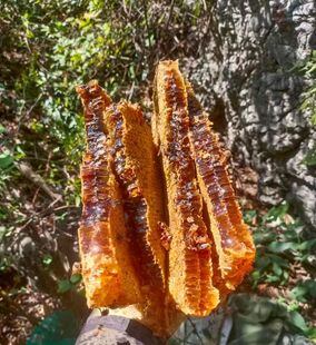 野生蜂蜜中华蜂蜜百花蜜土蜂蜜巢蜜深山原蜜支持鉴定假一赔十