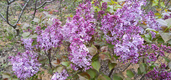 丁香 紫丁香 各种花灌木 地栽苗 大连地区批量出售