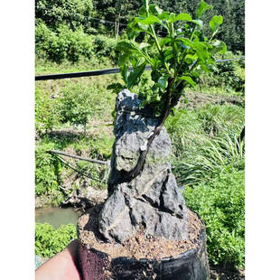 金弹子附石绿植盆栽素材