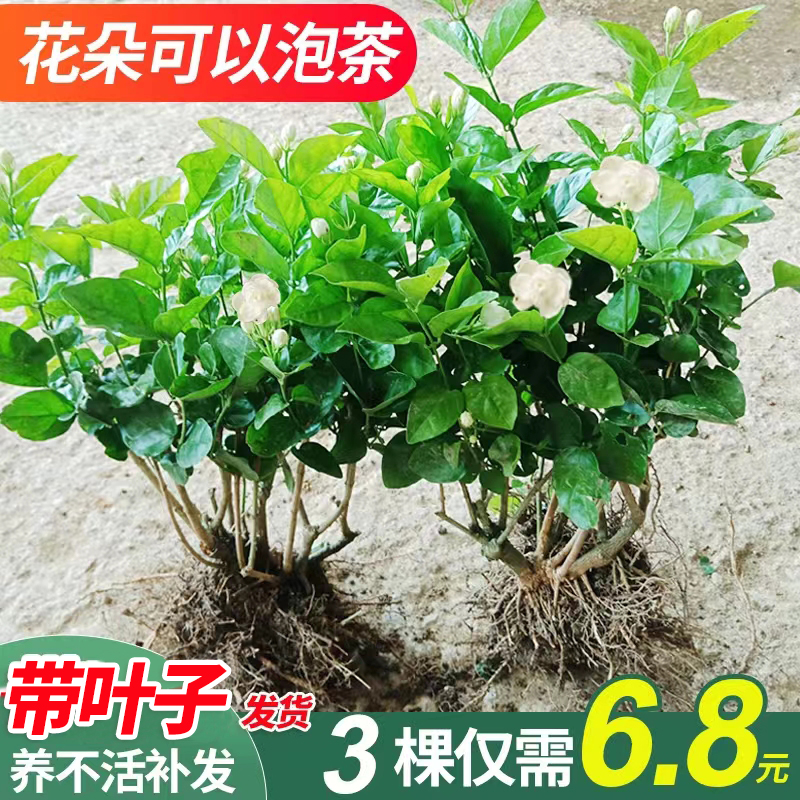 横县茉莉花盆栽庭院四季