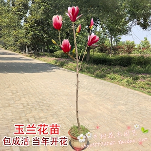 庭院植物紫玉兰花树苗南方北方均可种植红玉兰白玉兰耐寒娇红一号