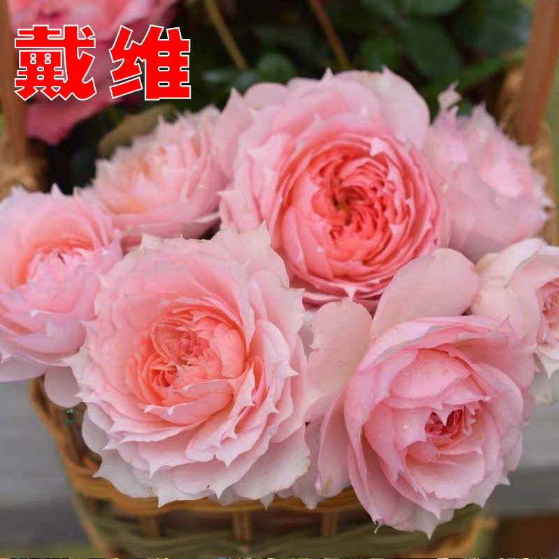 莫妮卡戴维/粉红色阳台月季