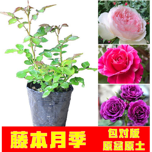 藤本月季小苗三颗包邮4送1