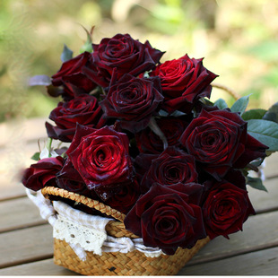 黑鱼子酱/不眠之夜/暗香/黑红色浓香切花玫瑰夏季高温会变正红