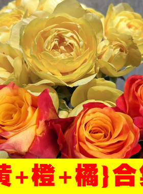 黄橘橙色合集/耐寒耐热切花玫瑰 橙红色阳台多头多花月季