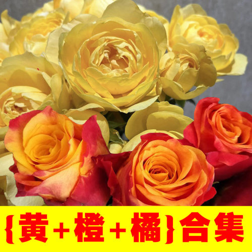 耐寒耐热橘黄色切花玫瑰